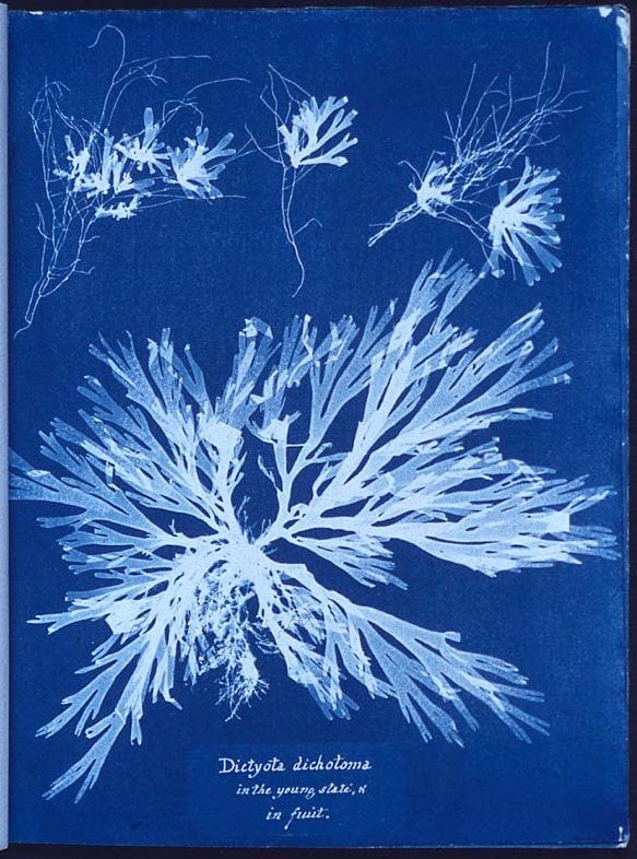 Cyanotype Dictyota dichotoma von Anna Atkins