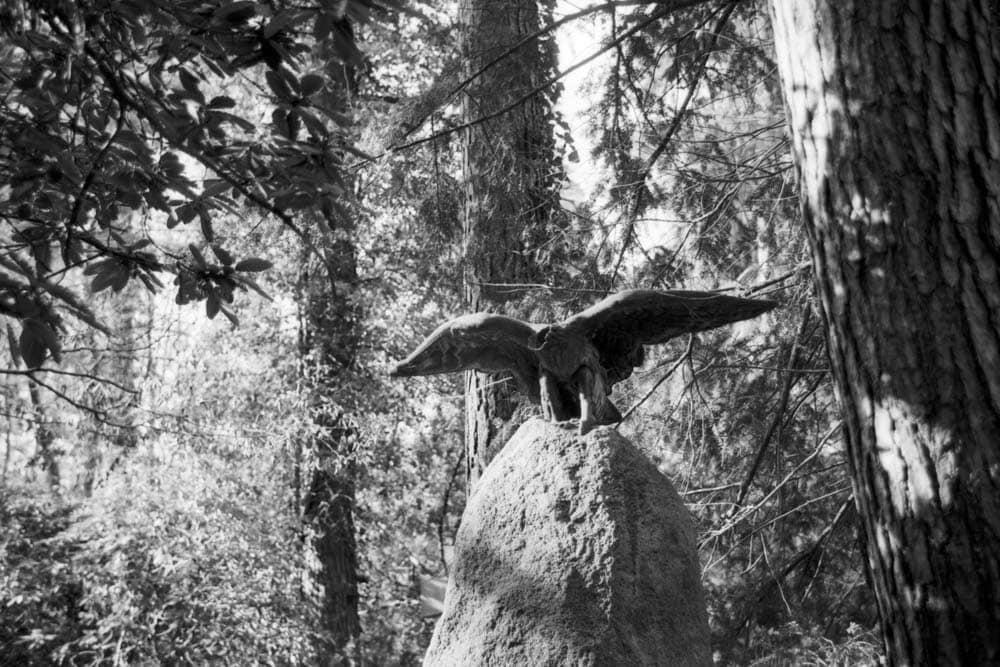 Alte Friedhöfe: schwarz-weiß Foto eines Adlers, aufgenommen auf dem Südwestkirchhof Stansdorf