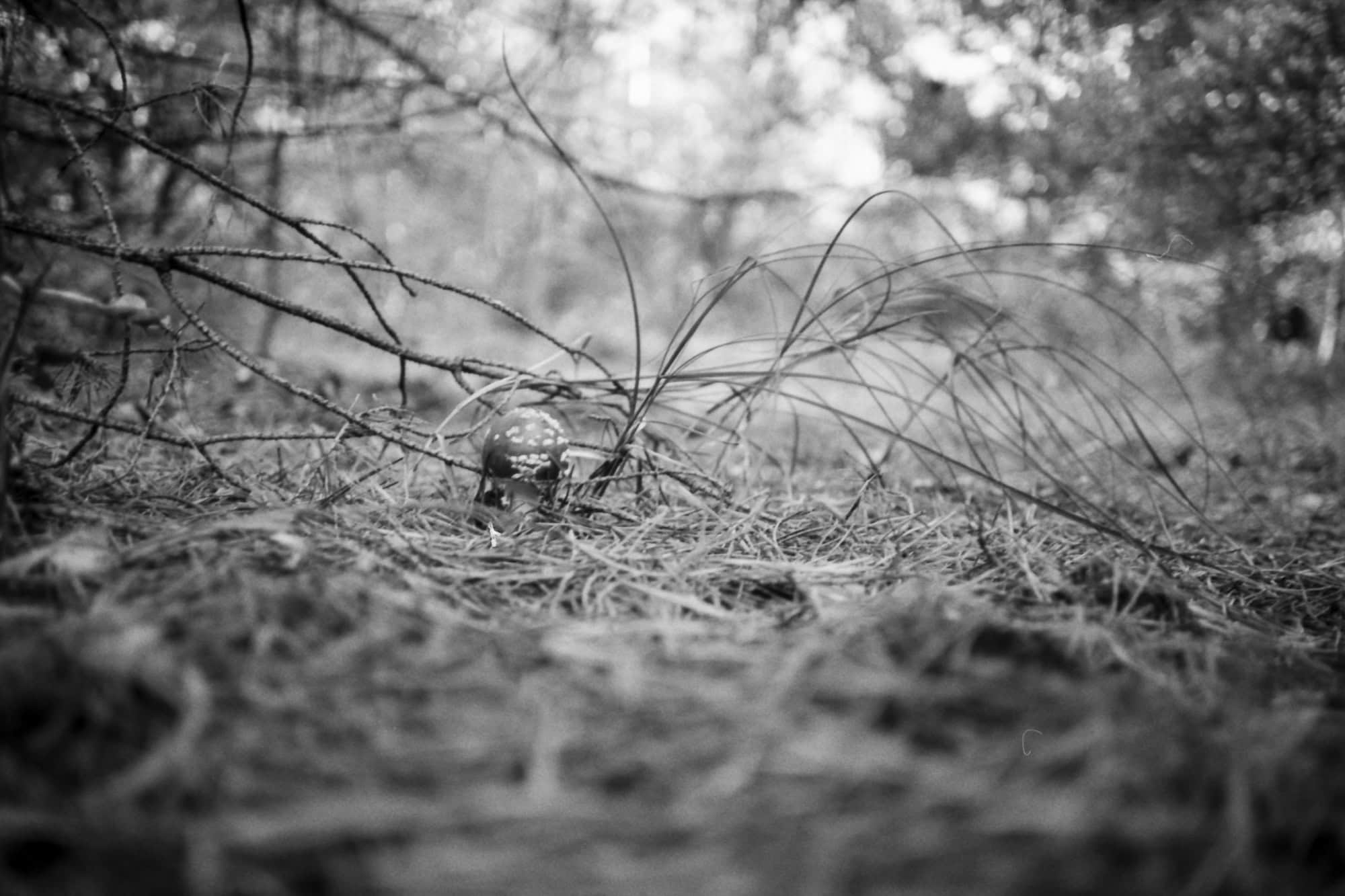 Foto eines Piles im Wald, Testbild Rollei 35 AF, aufgenommen 2024